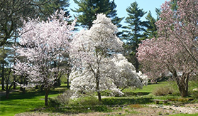 Vacationing In The Berkshires, Berkshire Vacations, Vacationing In Berkshire County, Vacations Berkshires