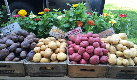 Farmers Markets In The Berkshires, Farm Stands In The Berkshires, Farmers Market In The Berkshires, Farm Stand In The Berkshires, Berkshire Farmers Market
